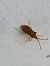 Gonocerus acuteangulatus  - Thomas Lux