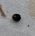 Chilocorus renipustulatus  - Thomas Lux