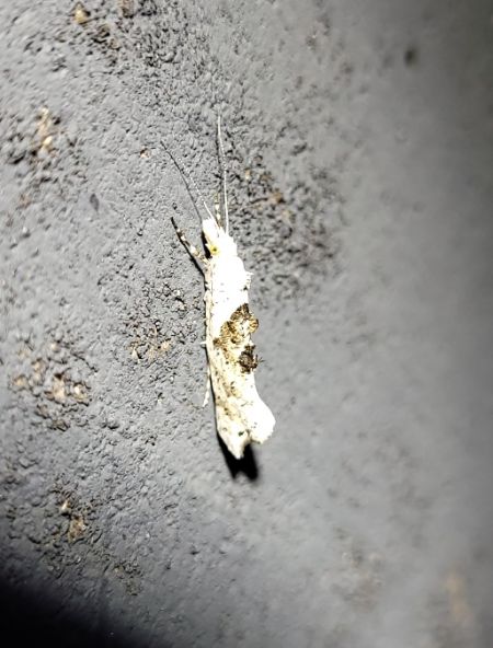 Ypsolopha asperella  - Thomas Lux
