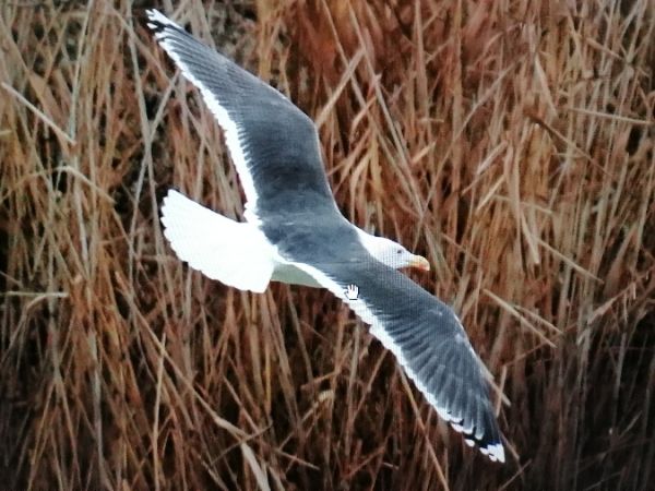 Goéland marin  - Alex Zimmermann