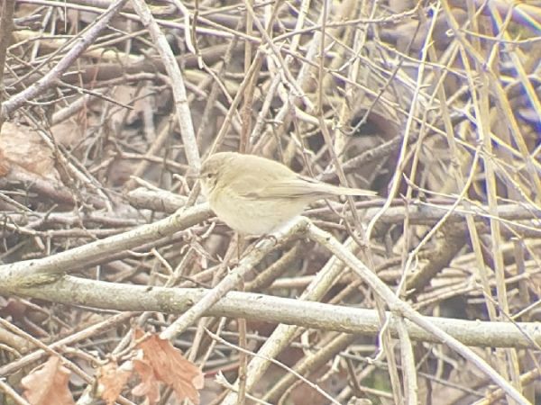 Pouillot de type sibérien  - Nick Lengacher