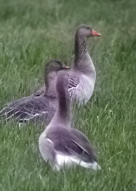 Oie de la toundra  - Susanne Bachmann