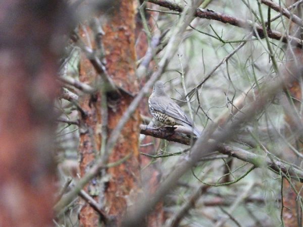 Mistle Thrush  - Anna Szotek