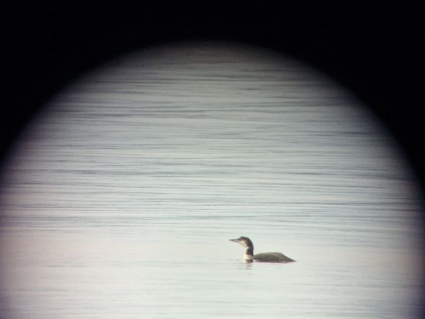 Plongeon imbrin  - Pascale Hutter