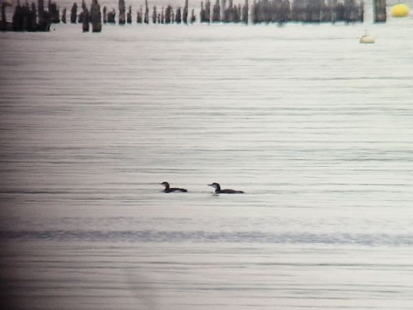 Strolaga maggiore  - Pascale Hutter