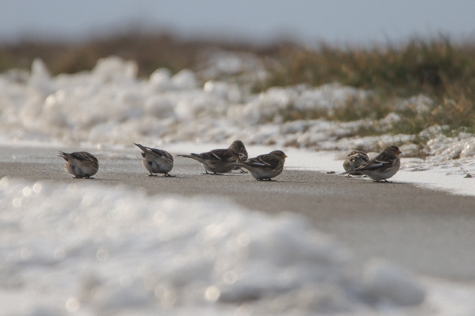 Twite  - Mariusz Lizoń