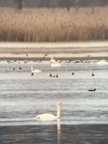Cygne de Bewick  - Othmar Binder