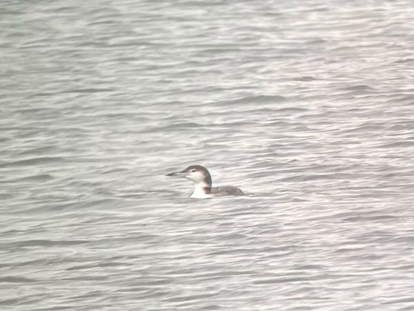 Plongeon imbrin  - Beat Meyer