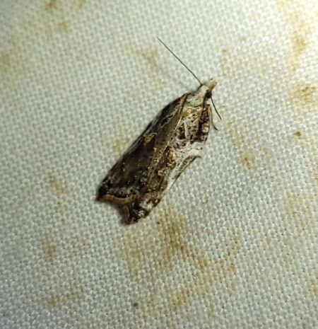 Acleris cristana  - Thomas Lux