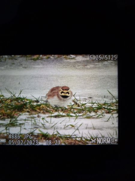 Horned Lark  - Andrzej Lipiński