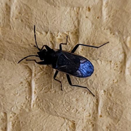 Rhyparochromus vulgaris  - Thomas Lux