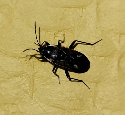 Rhyparochromus vulgaris  - Thomas Lux