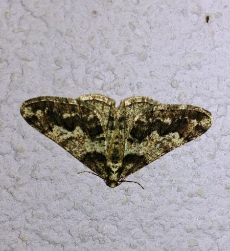 Agriopis leucophaearia 