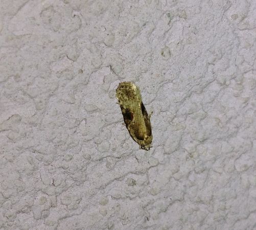 Agonopterix alstromeriana 