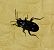 Rhyparochromus vulgaris  - Thomas Lux