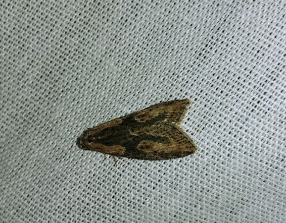 Doloploca punctulana 