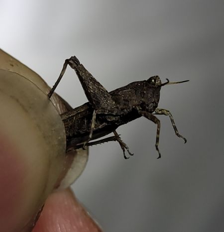 Slender Ground-hopper  - Thomas Lux