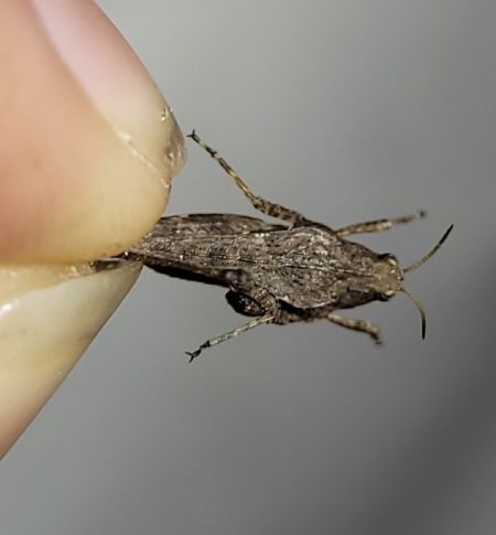 Slender Ground-hopper  - Thomas Lux