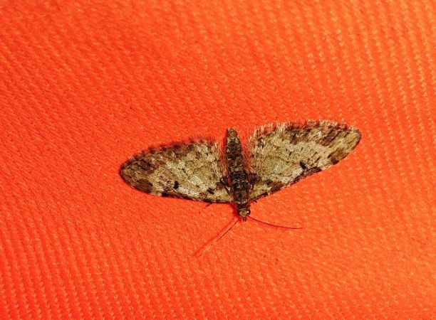 Eupithecia irriguata 