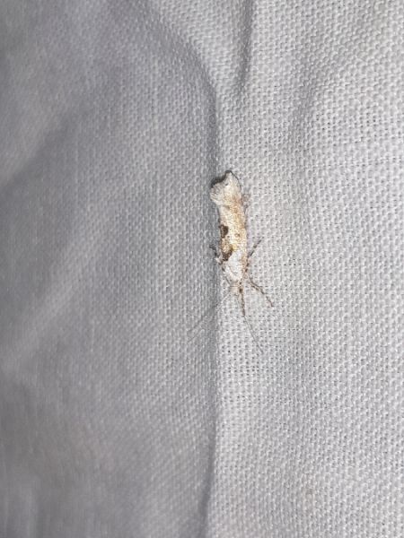 Ypsolopha asperella  - Sylvain Lethuillier