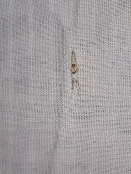 Ypsolopha asperella  - Sylvain Lethuillier