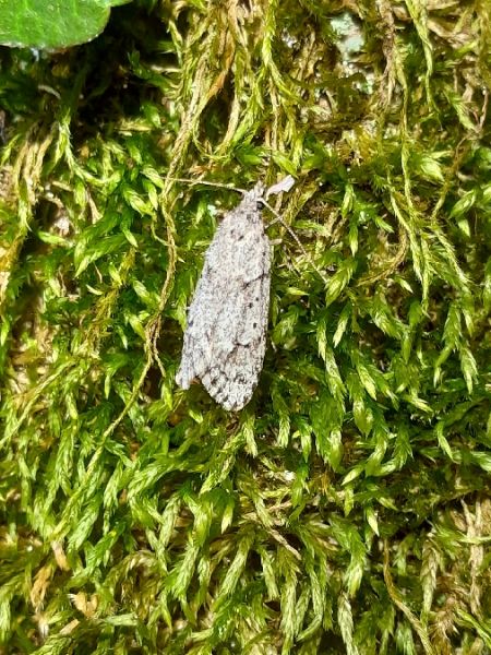 Diurnea fagella  - Sylvain Lethuillier