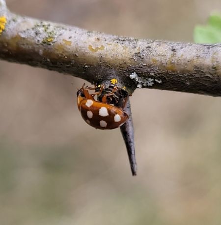 Coccinelle à 14 points  - Thomas Lux