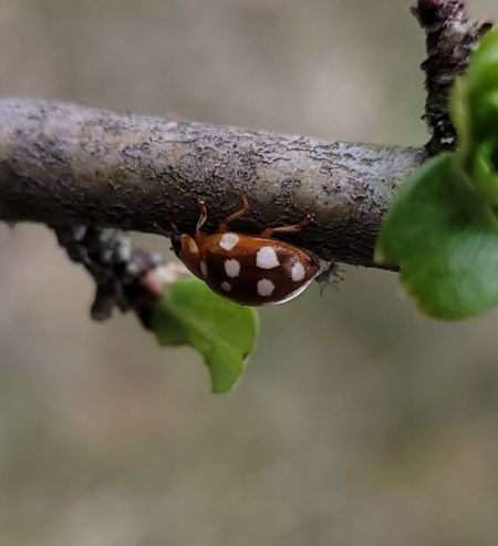 Coccinelle à 14 points  - Thomas Lux
