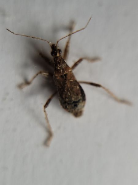 Himacerus mirmicoides  - Thomas Lux