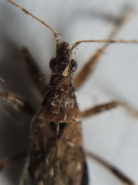 Himacerus mirmicoides  - Thomas Lux