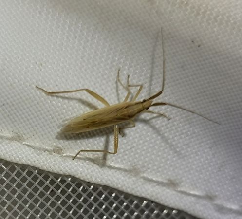 Stenodema laevigata  - Thomas Lux