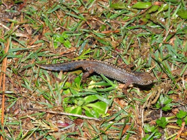 Unhandre alpetar  - Aner Vizcaino