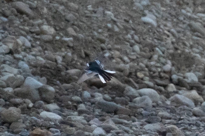 Bergeronnette de Yarrell  - Grzegorz Błachuta