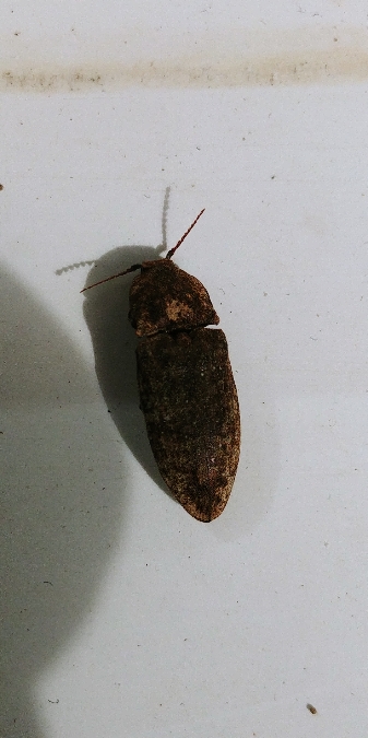 Agrypnus murinus 