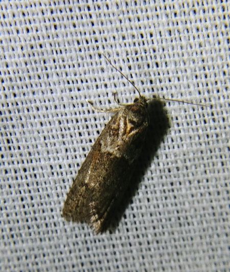 Tortricodes alternella 