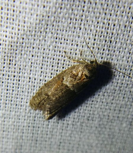 Tortricodes alternella 