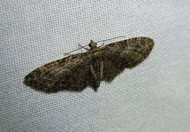 Eupithecia abbreviata  - Thomas Lux