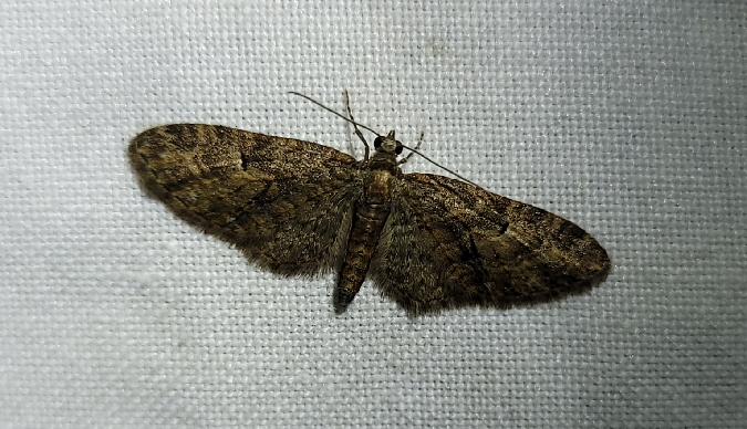 Eupithecia abbreviata  - Thomas Lux