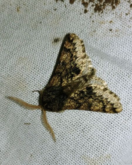 Apocheima hispidaria 