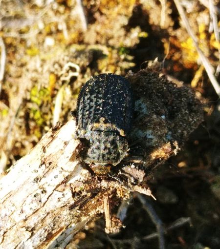 Thanatophilus rugosus 