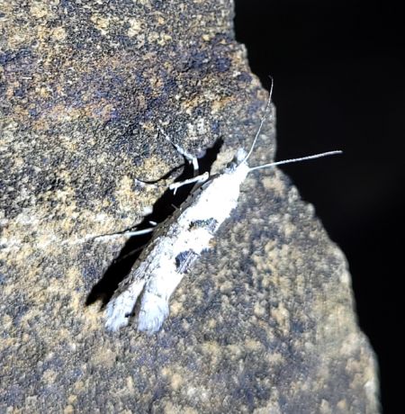 Ypsolopha asperella  - Thomas Lux