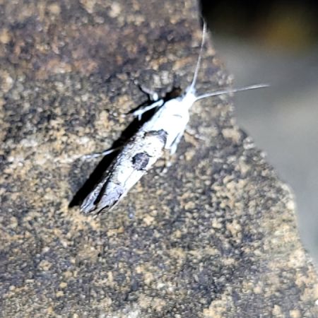 Ypsolopha asperella  - Thomas Lux