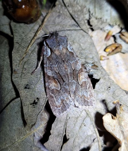 Lithophane furcifera  - Thomas Lux