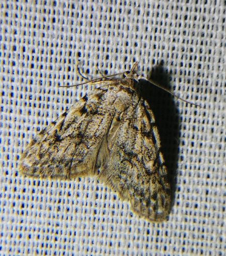 Nola cicatricalis 