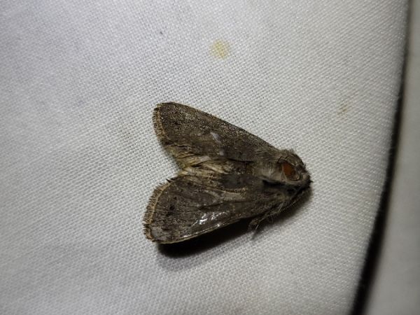 Orthosia populeti  - Thomas Lux