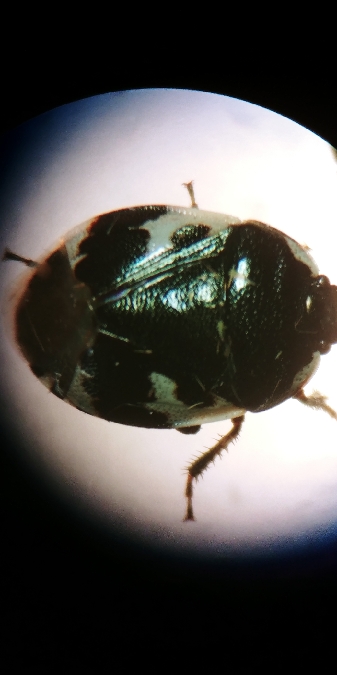 Tritomegas bicolor 