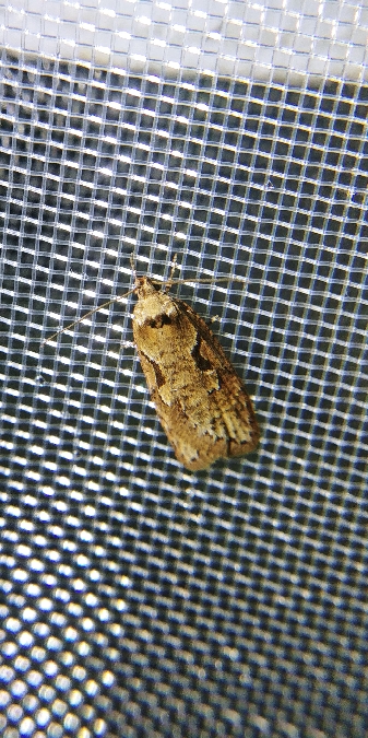 Semioscopis steinkellneriana 