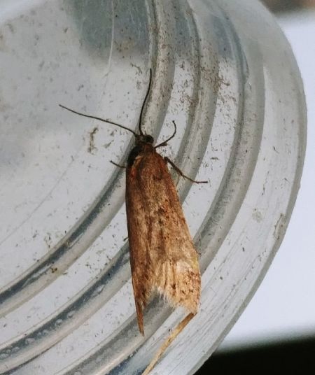 Tortricodes alternella 