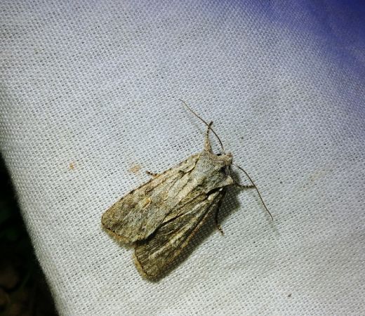 Lithophane ornitopus 