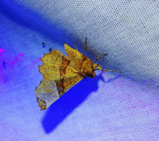Selenia lunularia 